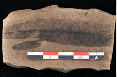 Foto (Detailansicht) von Sphaeria podogonii Ettingshausen (NHMW-GEO-2024-0188-0049)